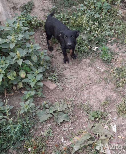 Отдам щенков