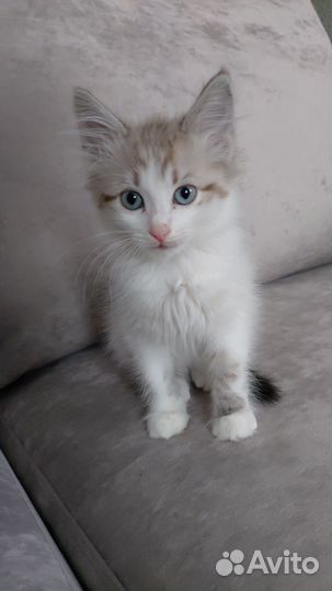 Котята