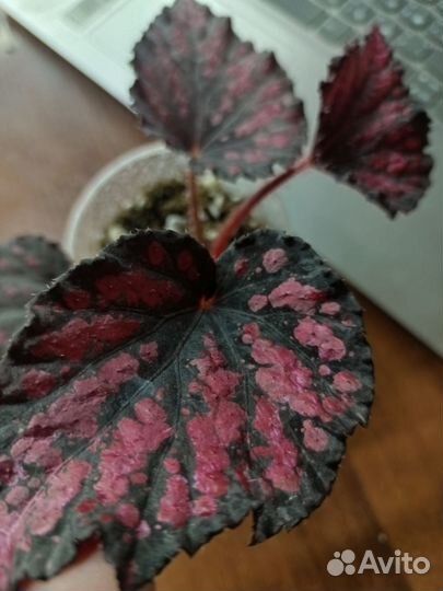 Бегонии сортовые