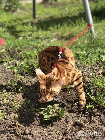 Бенгальские котята