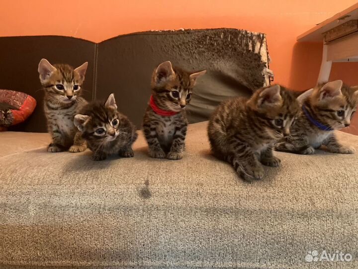 Бенгальская кошка