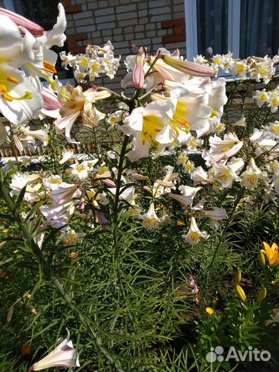 Хай-Ти, луковица лилии