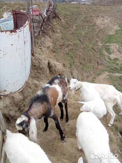 Козёл нубийский