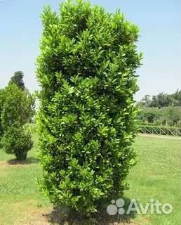 Саженцы лавра благородного