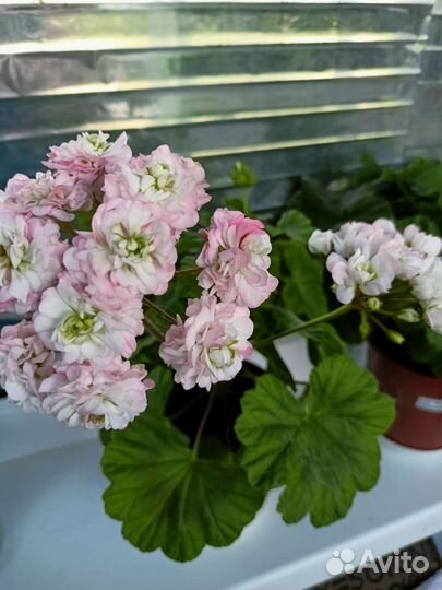 Пеларгония герань сортовая