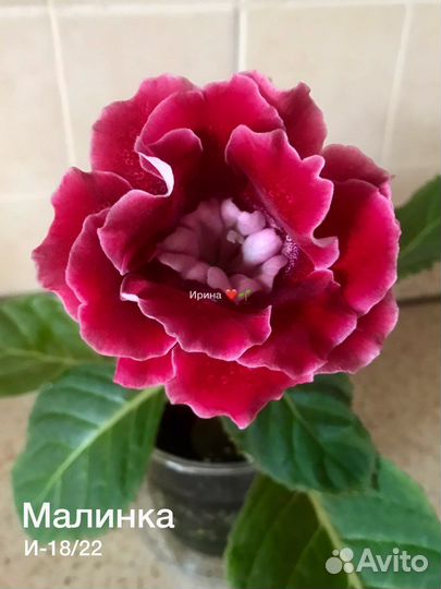 Глоксинии махровые