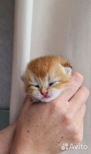 Котята