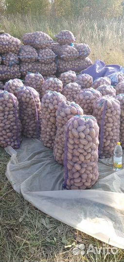 Картофель домашний суздальский район