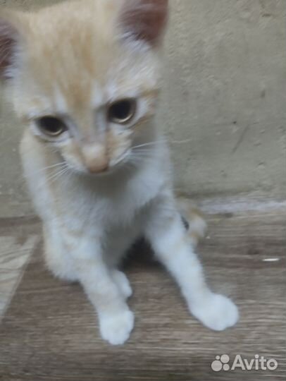 Котята в добрые руки бесплатно мальчик