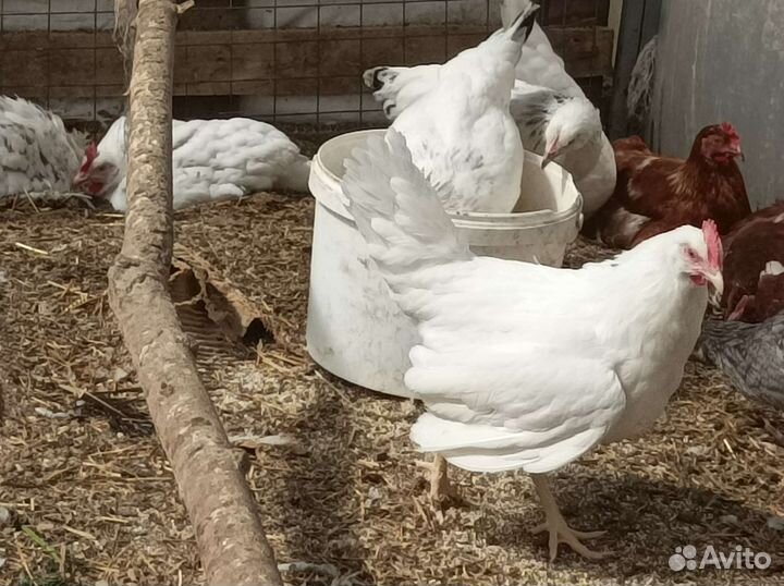 Бройлер, утята, гусята, клуша