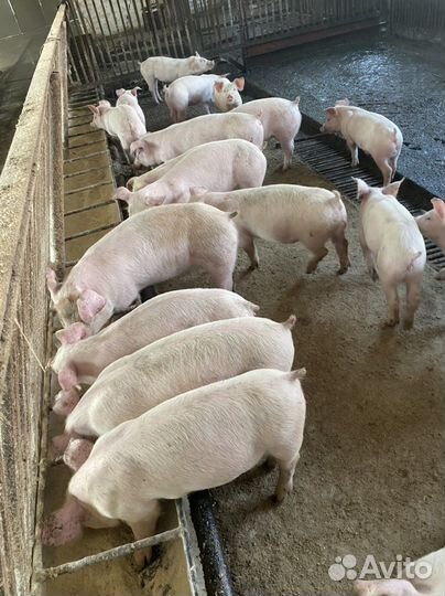 Поросята породы дюрок+f1