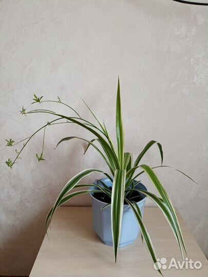 Комнатные цветы