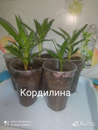 Пальма кордилина