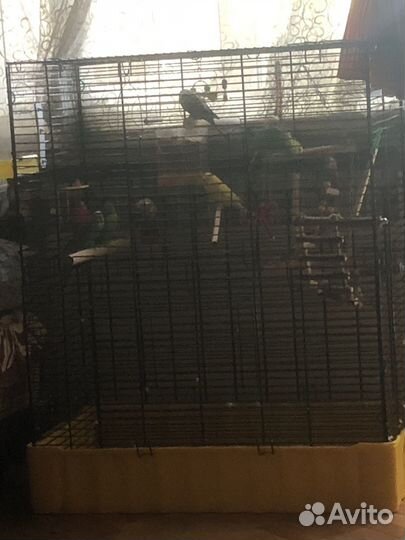 Волнистый попугай