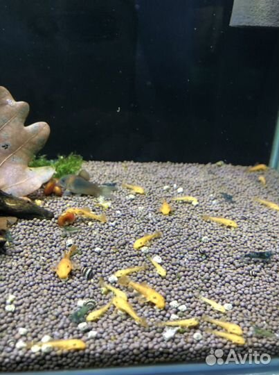 Сомик анцитрус