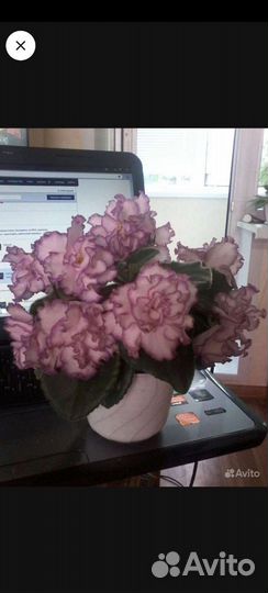 Сортовые фиалки