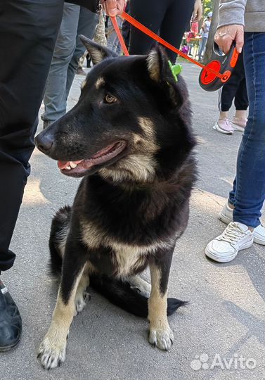 Собака в добрые руки