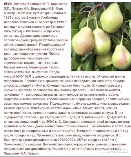 Саженцы груши