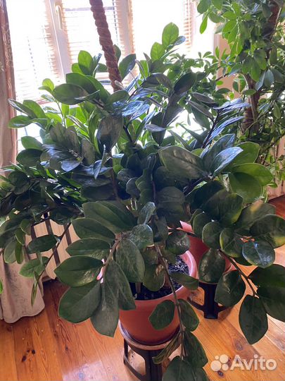 Комнатные растения большие