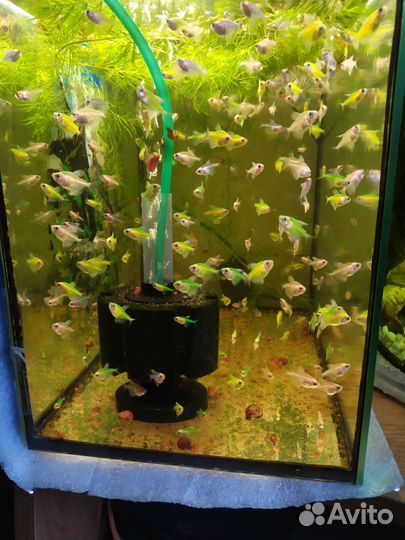 Тернеция гло