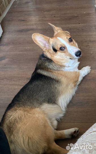 Передержка животных/выгул собак/зооняня