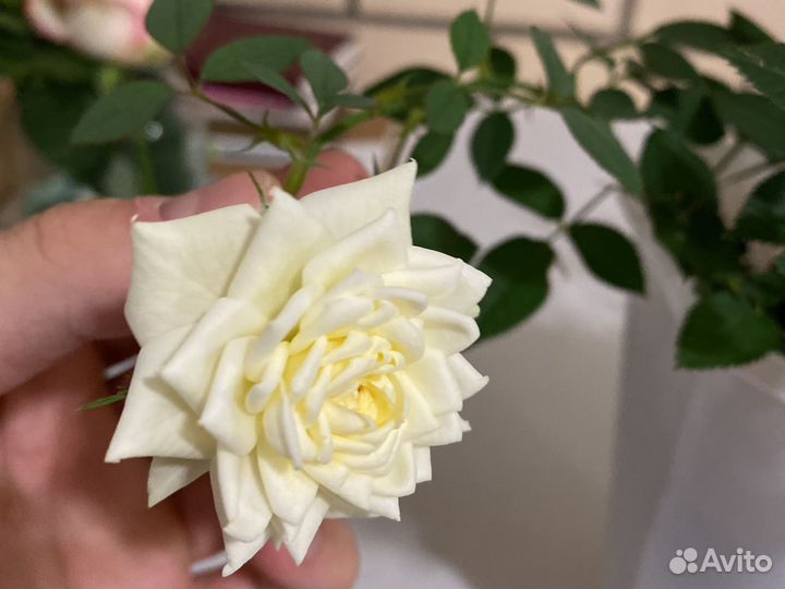 Комнатные растения розы