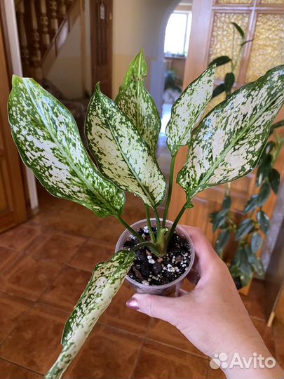 Комнатные растения