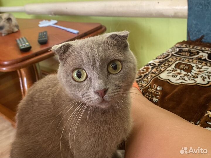 Британские котята