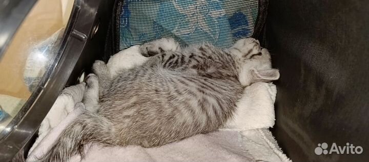 Британские котята