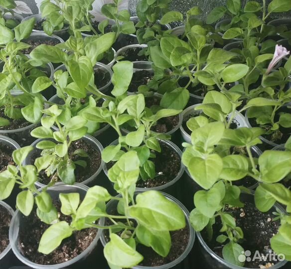 Рассада петунии тайдал