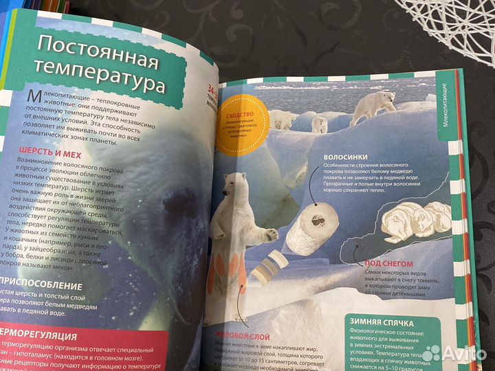 Энциклопедия для школьников