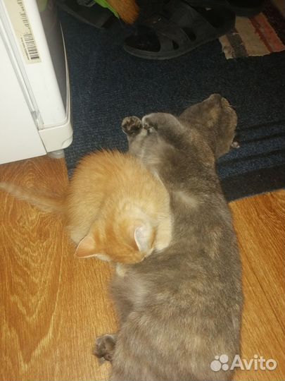Котик в дар бесплатно