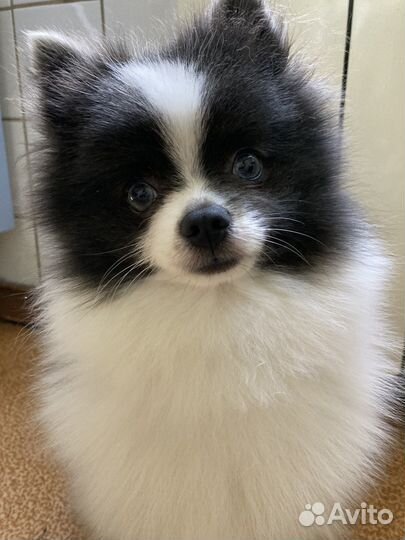 Померанский шпиц