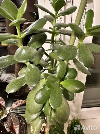 Толстянка, денежное дерево