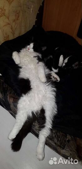 Котики