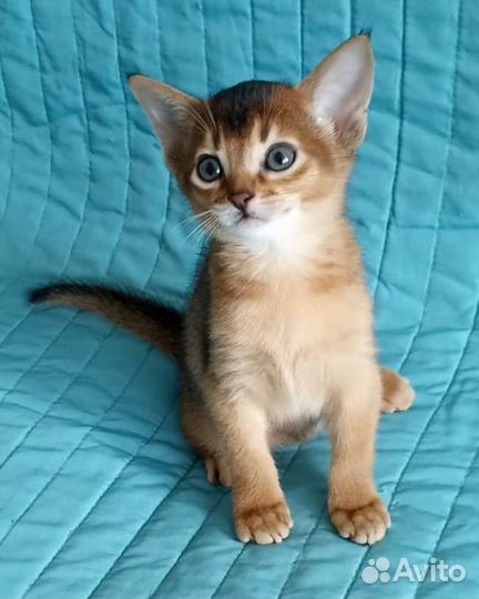 Абиссинские котята
