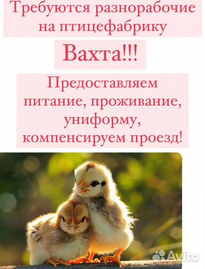 Разнорабочий Рефтинская птицефабрика (вахта)