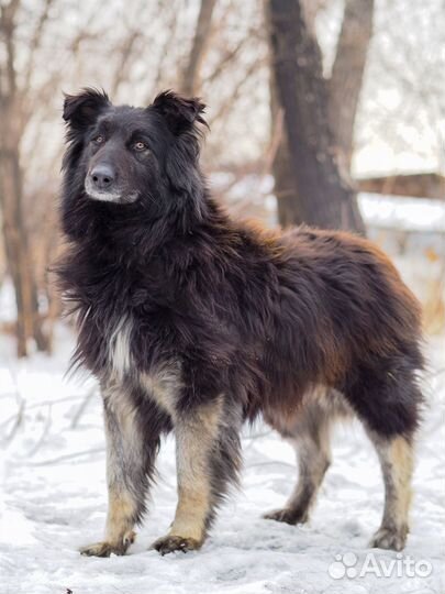 Собака колли Дора