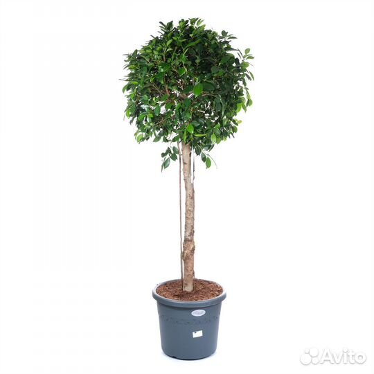 Растения для гостиной