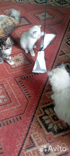 Отдам котята в добрые руки бесплатно