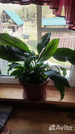 Спатифиллум