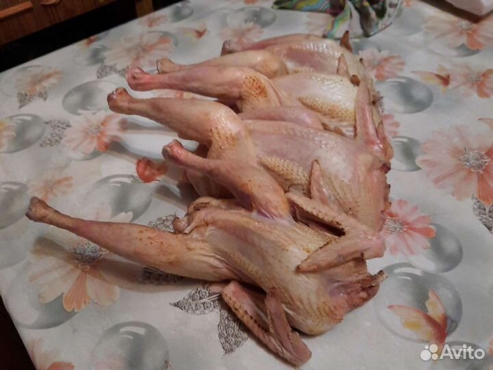 Мясо петуха петушки корнишоны, куры домашние