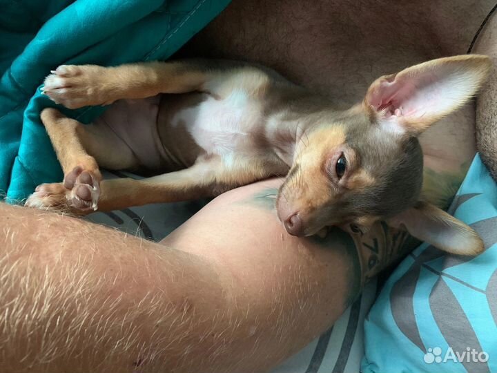 Той-терьер щенки