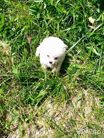 Щенок шпица