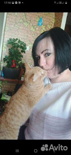 Котик в дар