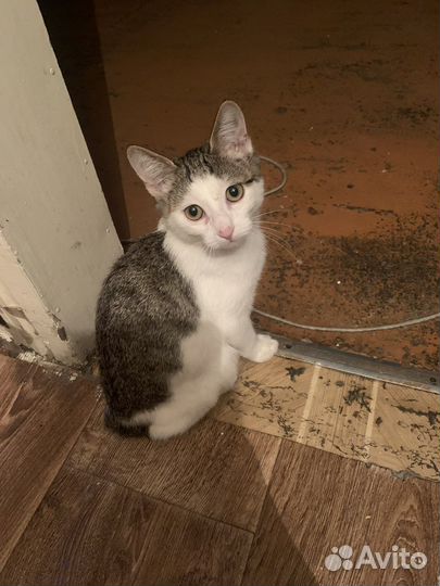 Котенок