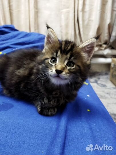 Котята мейкун полидакт