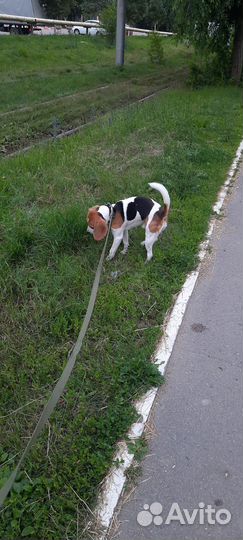 Собака бигль