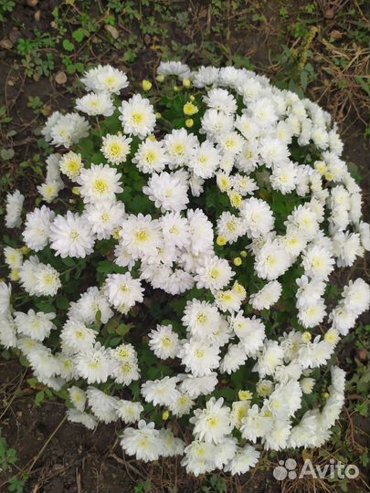 Хризантемы мультифлора