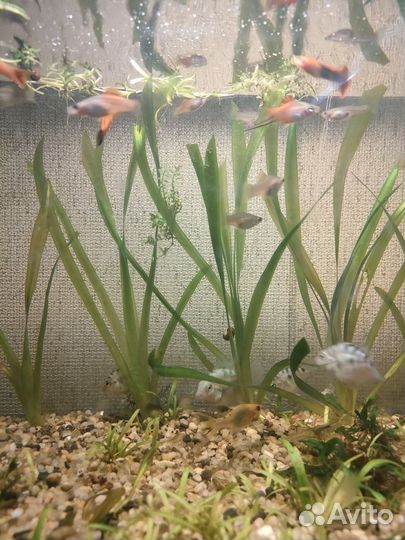 Меченосцы, сапфировый попугай